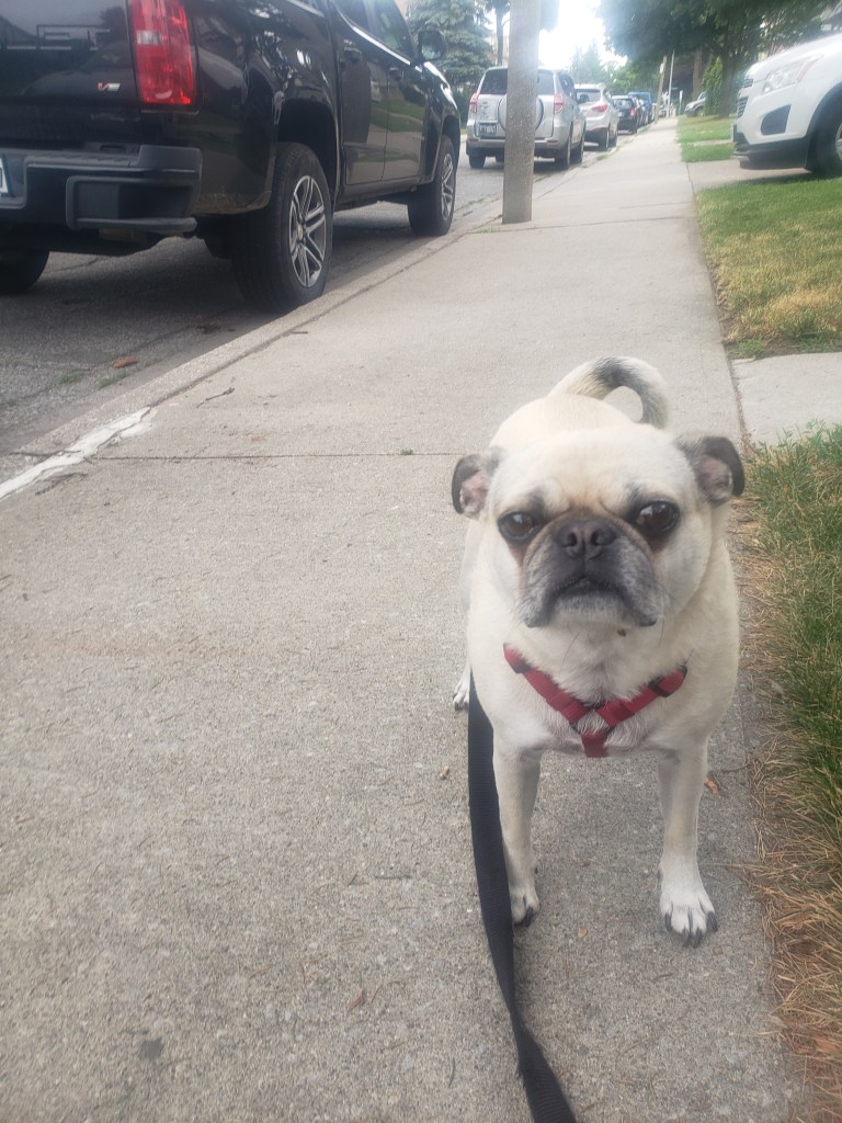 Walter White Benjamin Danyluk's Dog